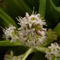 Hedyotis plantaginifolia Arn.